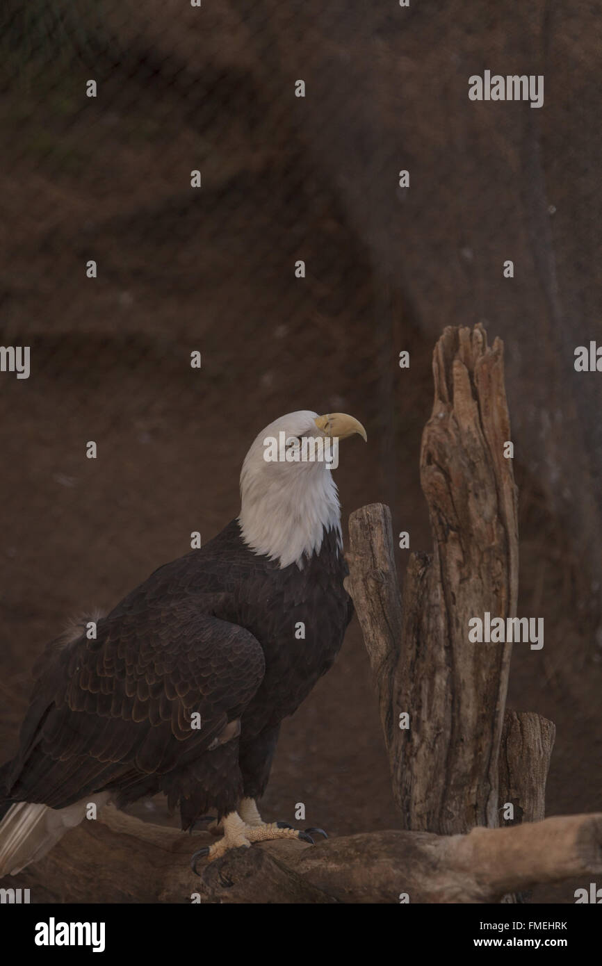 Südlichen Weißkopfseeadler Haliaeetus Leucocephalus Leucocephalus, sehen Sie entlang der Wasserwege der Süden der Vereinigten Staaten Stockfoto