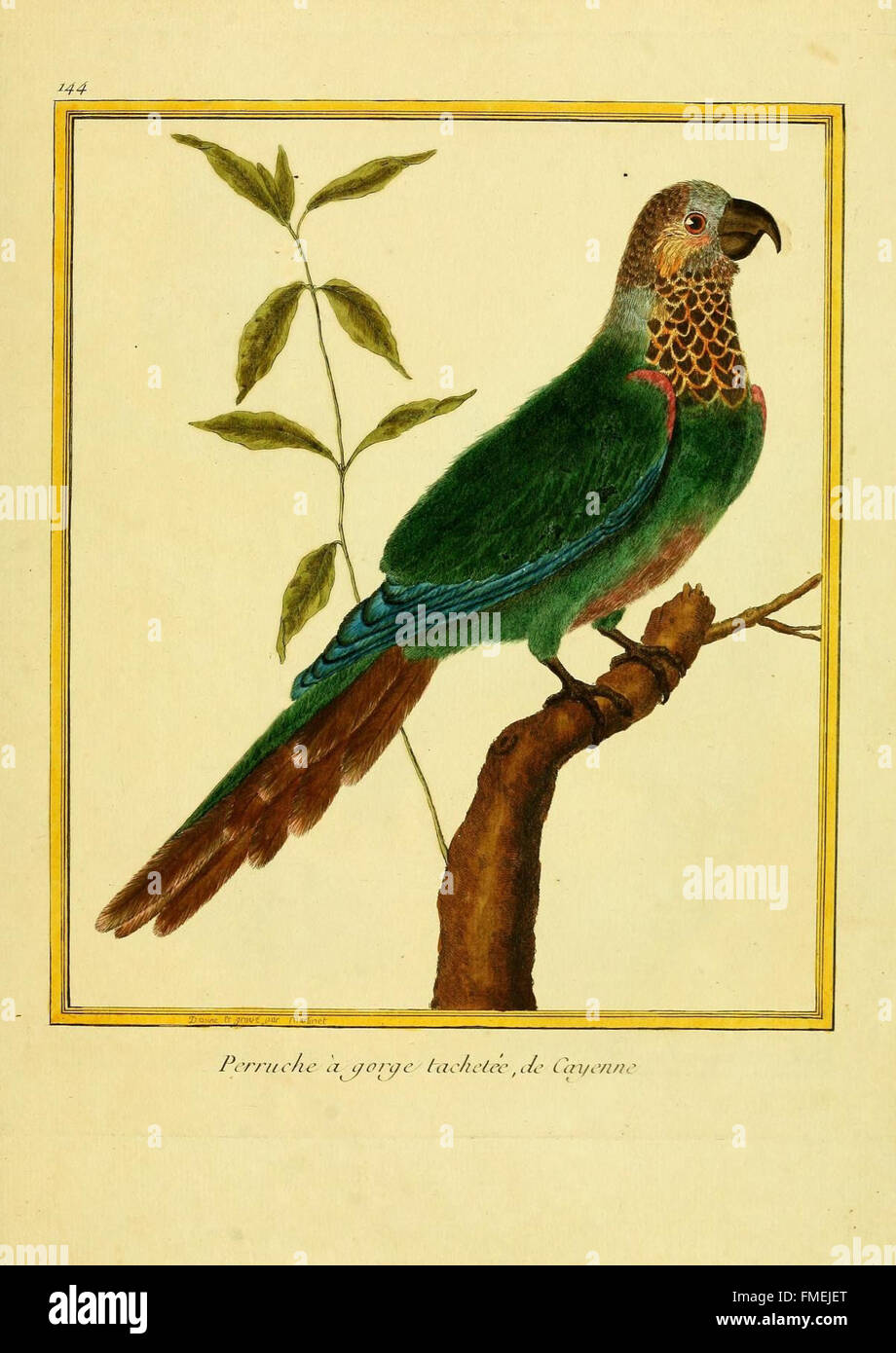 Die Platte 144 aus „Planches enluminées d’histoire naturelle“ von Francois Nicolas Martinet, die unter der Aufsicht von Edme Louis Daubenton ausgeführt wurde, veranschaulicht ein naturgeschichtliches Thema mit detaillierten handkolorierten Stichen, die zu zoologischen Studien des 18. Jahrhunderts beitragen. Stockfoto