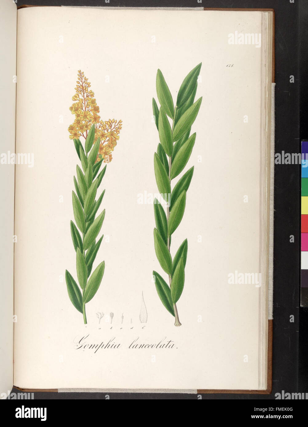 Plantarum Brasiliae Faltumschlag et Descriptiones Hactenus Ineditae (Teller 178) Stockfoto