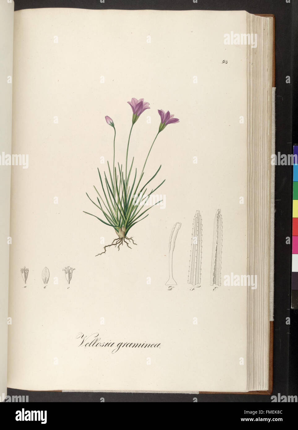 Plantarum Brasiliae Faltumschlag et Descriptiones Hactenus Ineditae (Platte 93) Stockfoto