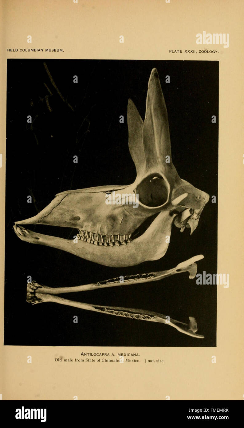 Veröffentlichung (Platte XXXII) Stockfoto