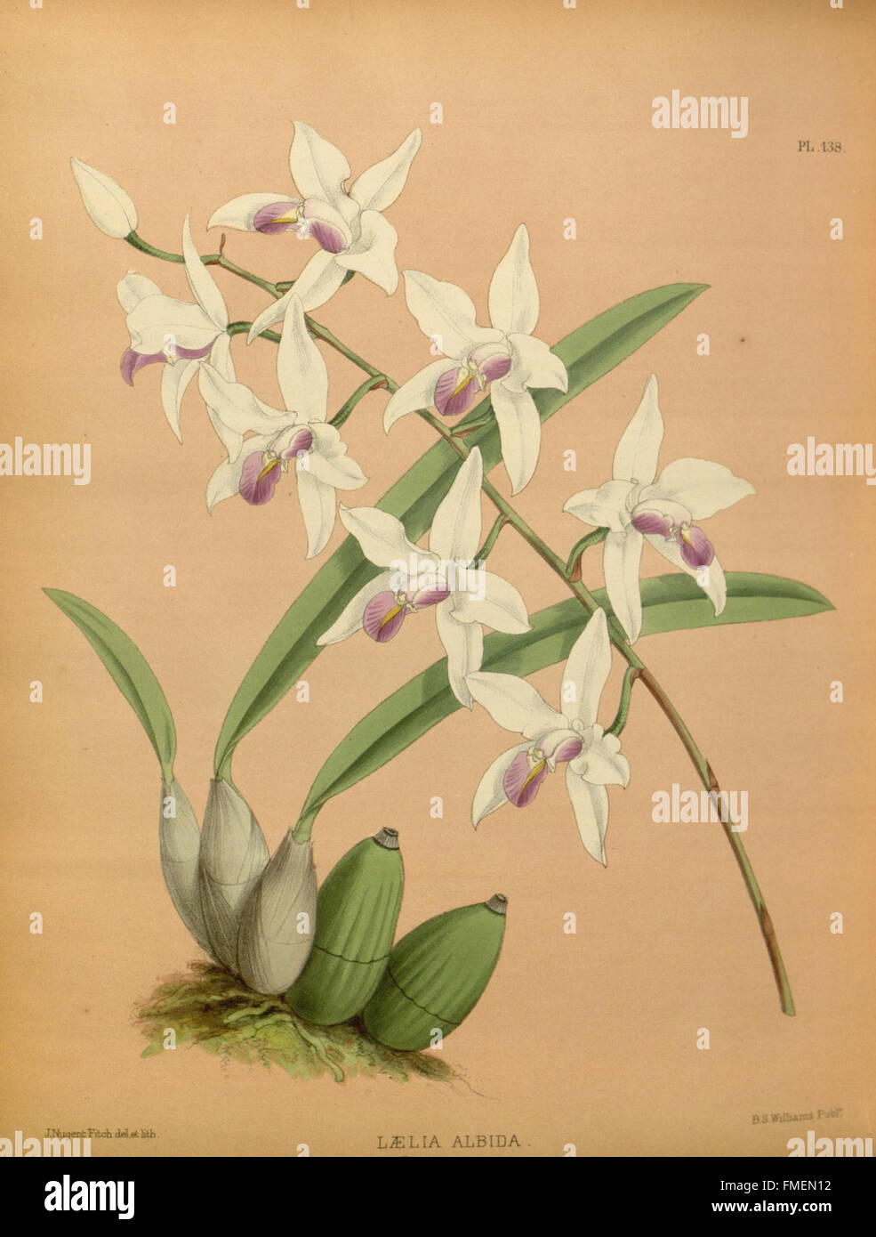 R. Warner & B.S. Williams - Orchidee Album - Volume 03 - pla Stockfoto