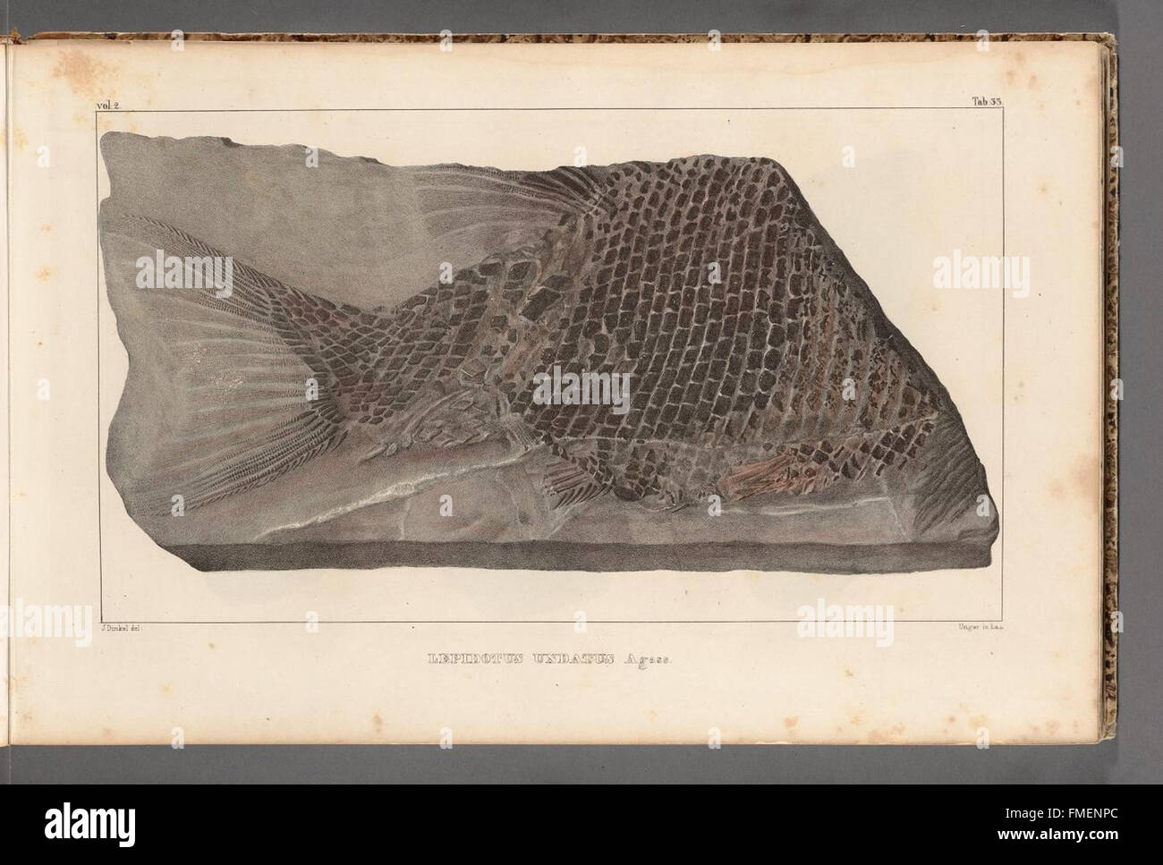 Tabelle 33 von „Recherches sur les Poissons Fossiles“ („Forschung über fossile Fische“) enthält detaillierte Abbildungen fossiler Fischexemplare, die zum Verständnis der prähistorischen Meereslebewesen beitragen. Stockfoto