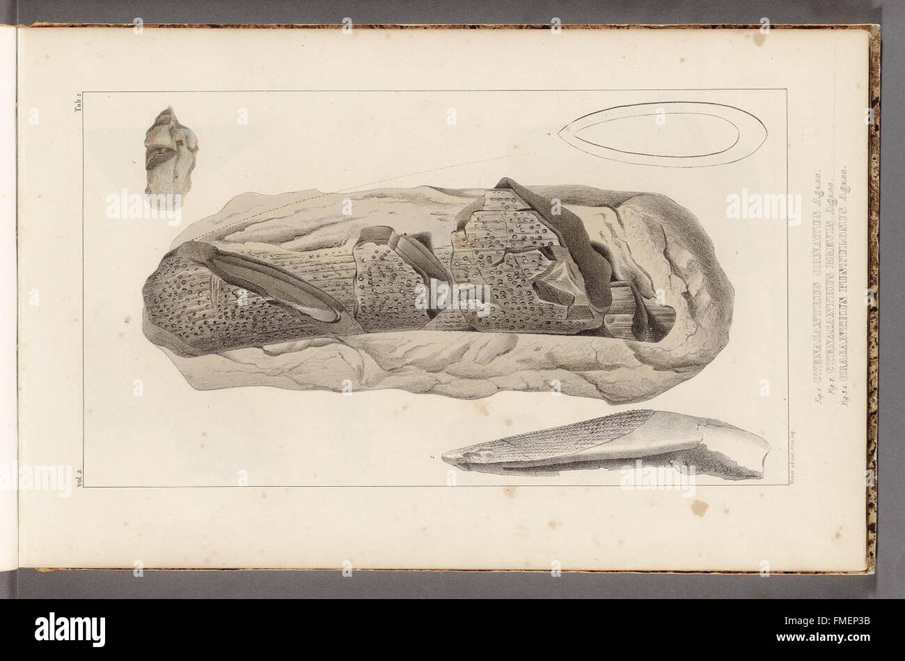 Registerkarte 2 von „Recherches sur les Poissons Fossiles“ zeigt detaillierte fossile Exemplare prähistorischer Fische, die wertvolle Einblicke in die frühe Meereslebewesen bieten. Stockfoto