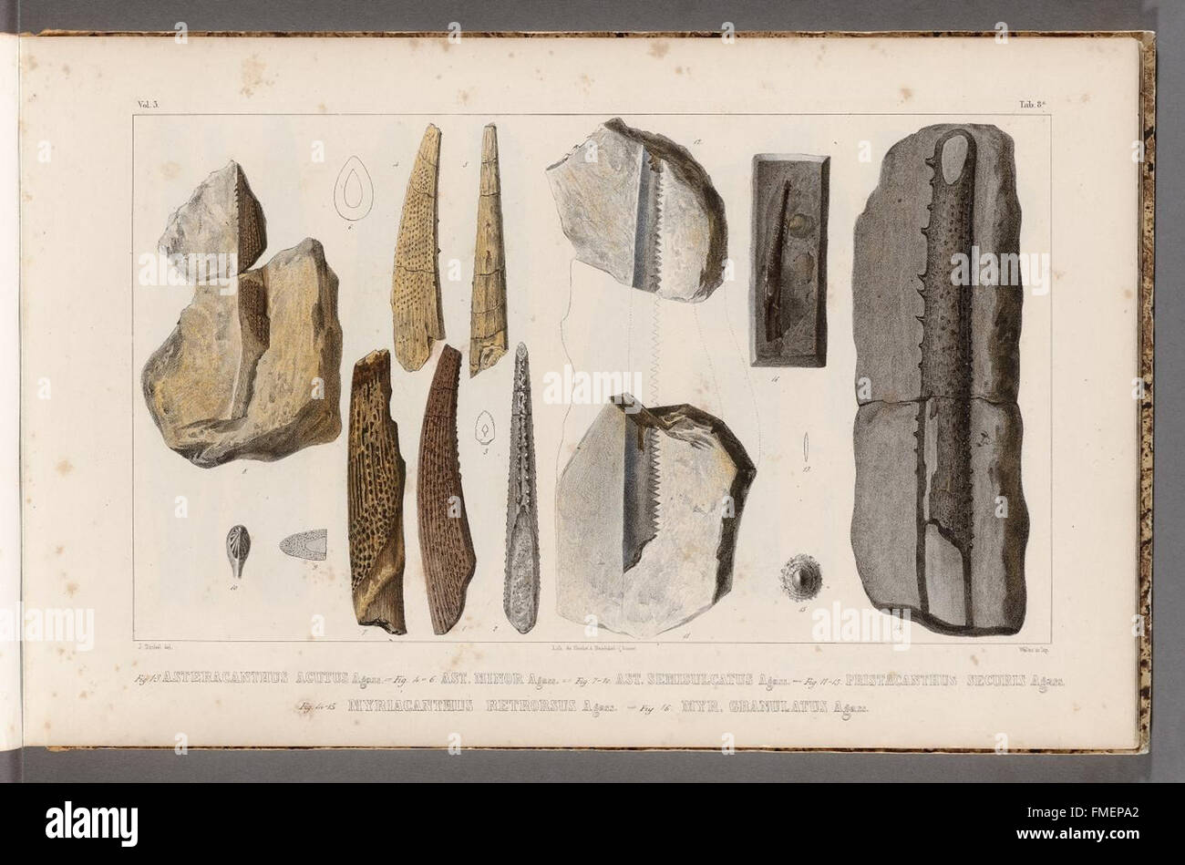 Platte 8a von *Recherches sur les Poissons Fossiles* zeigt fossile Fischexemplare, die zur Erforschung der prähistorischen Meereslebewesen und Paläontologie beitragen. Stockfoto