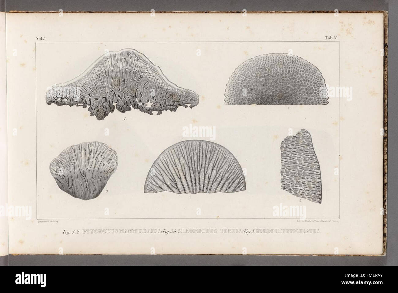 Recherches Sur Les Poissons Fossilien (Registerkarte "K) Stockfoto