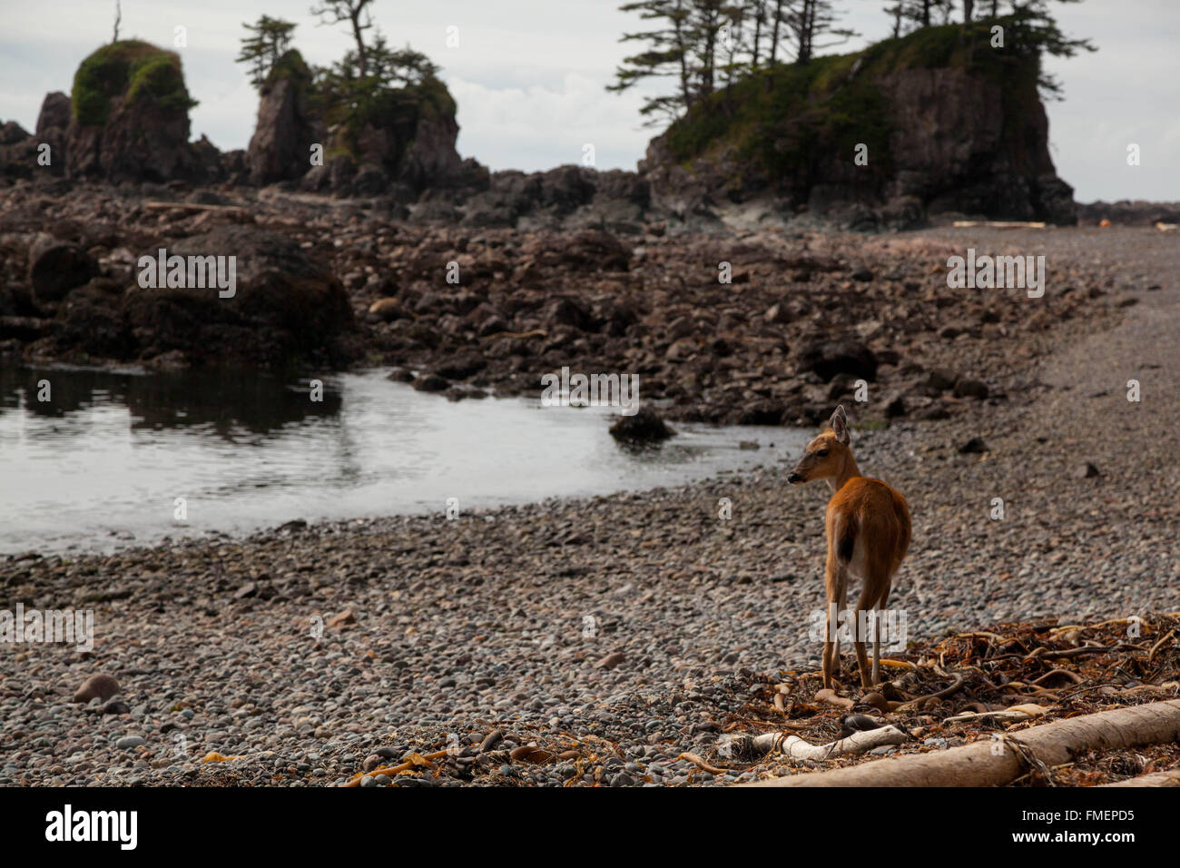 Hirsche im Cape Scott Provincial Park auf Vancouver Island, BC Stockfoto