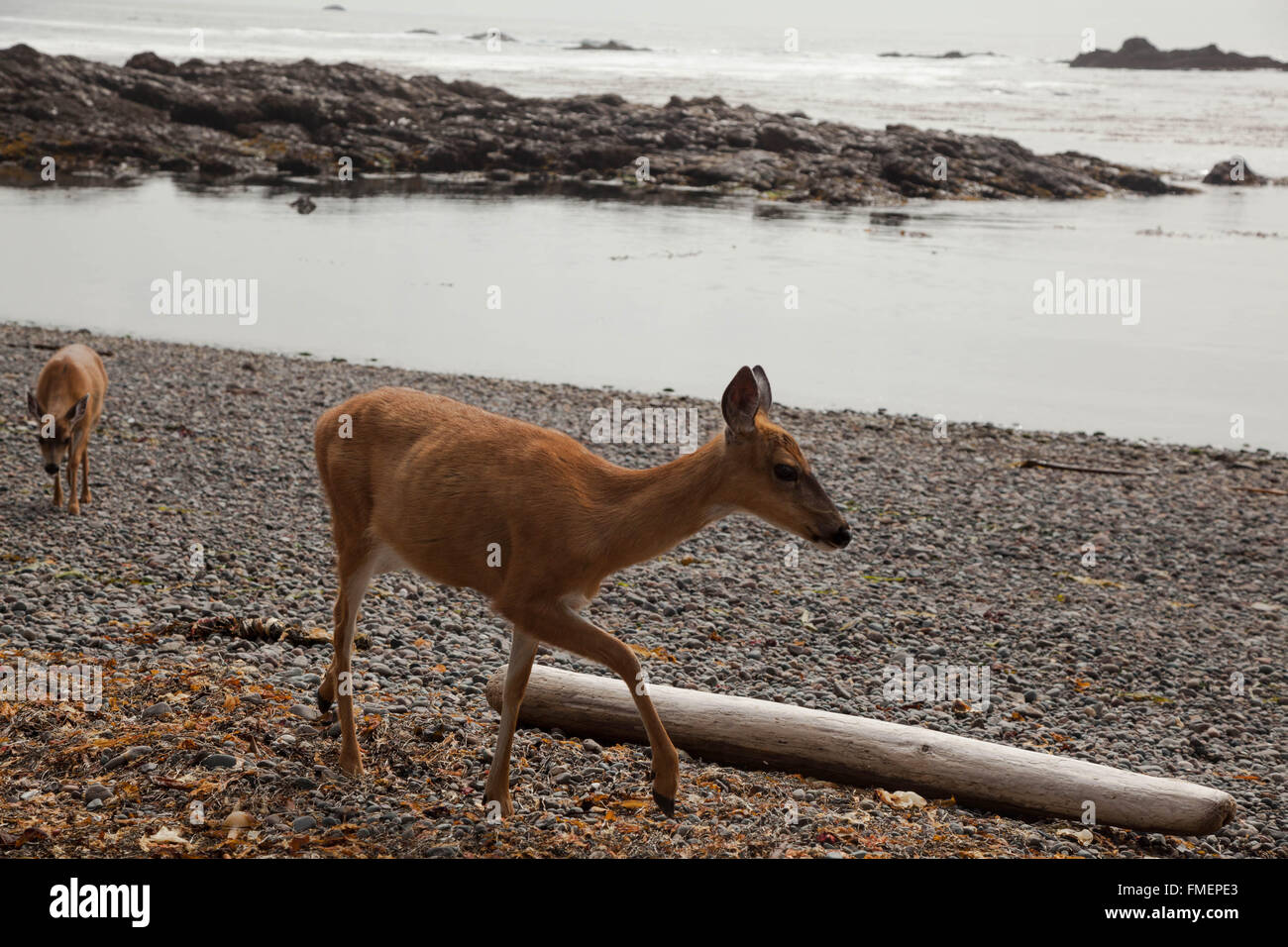 Hirsche im Cape Scott Provincial Park auf Vancouver Island, BC Stockfoto