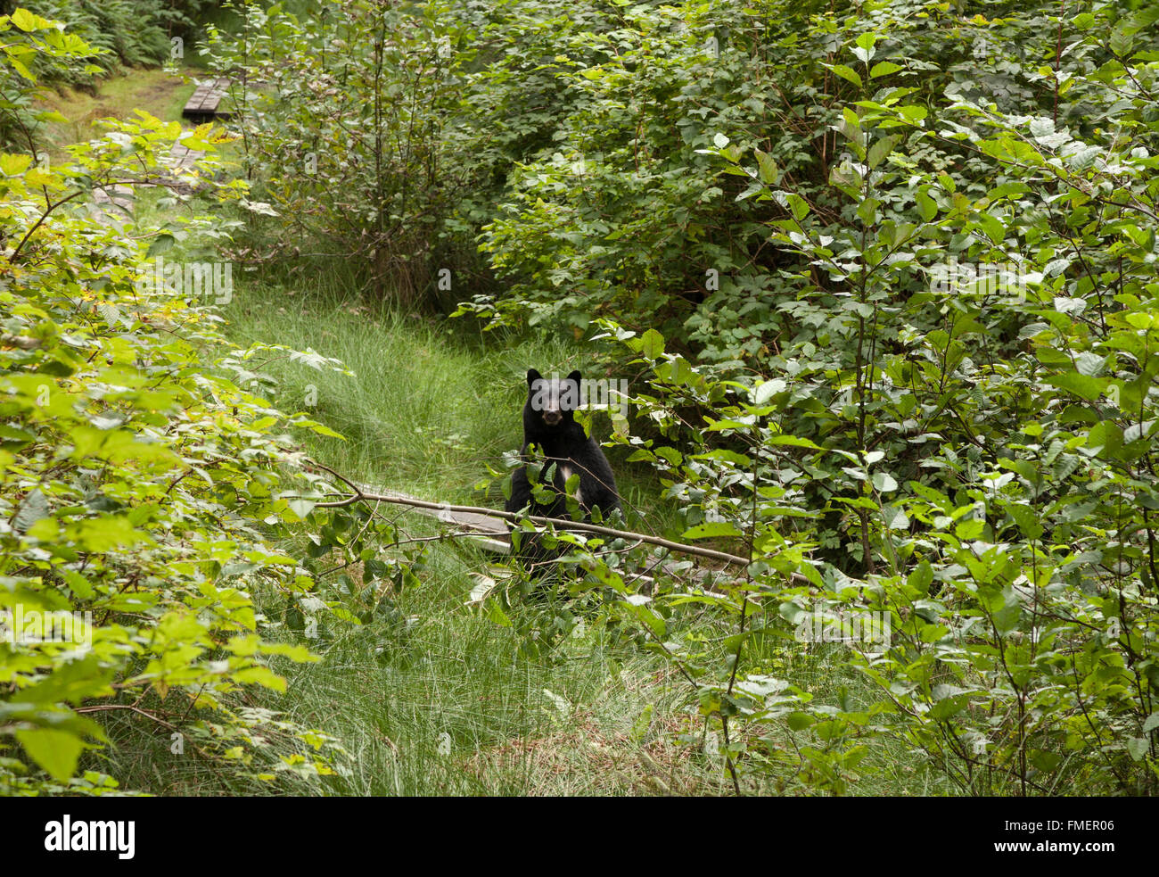 Schwarzbär am Cape Scott Provincial Park auf Vancouver Island, BC Stockfoto