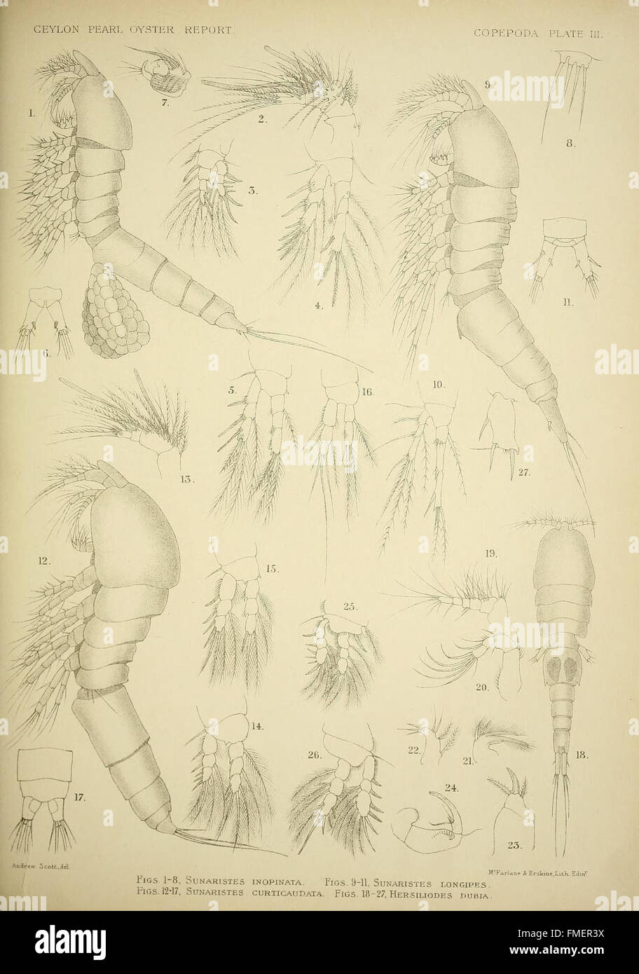 Bericht von der Copepoda, gesammelt von Professor Herdman, auf Ceylon, in 1902 (Platte III) Stockfoto