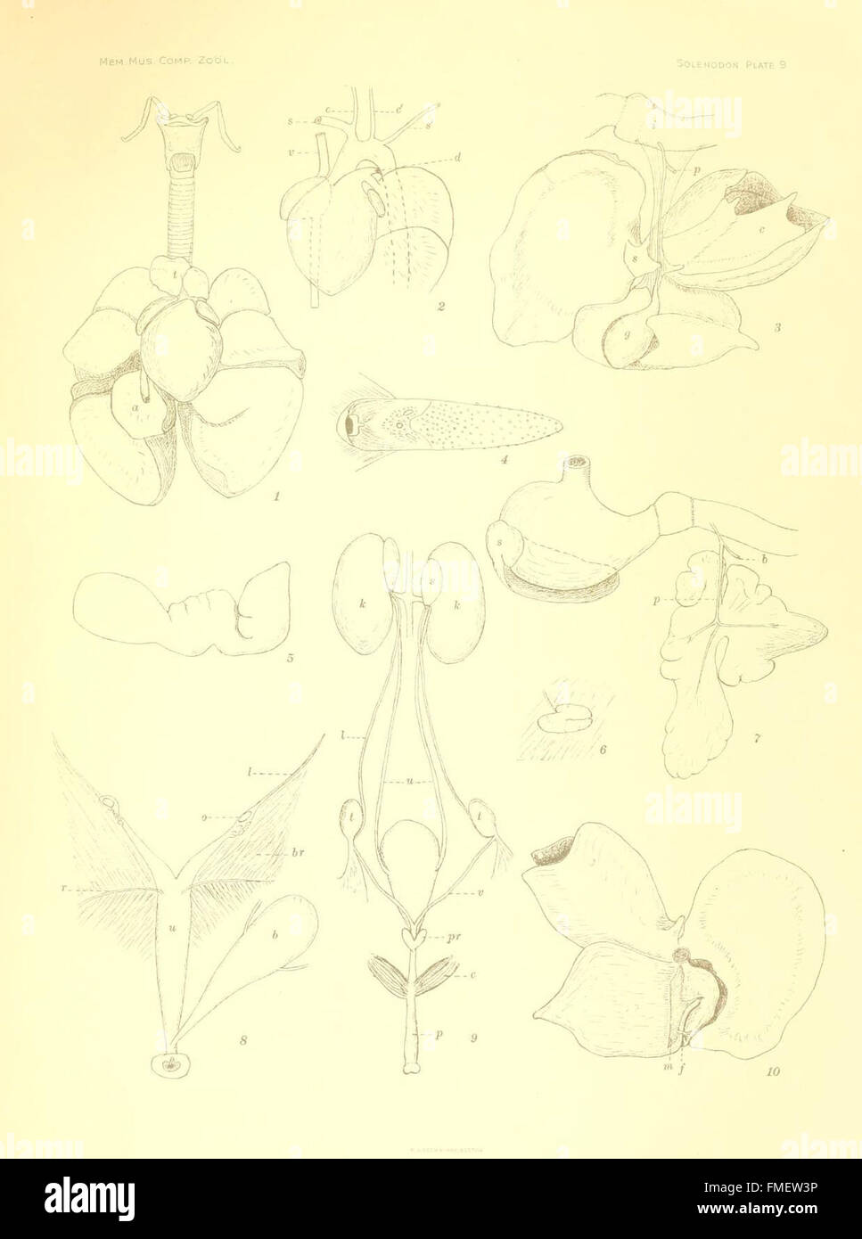 Solenodon Paradoxus (Platte 9) Stockfoto