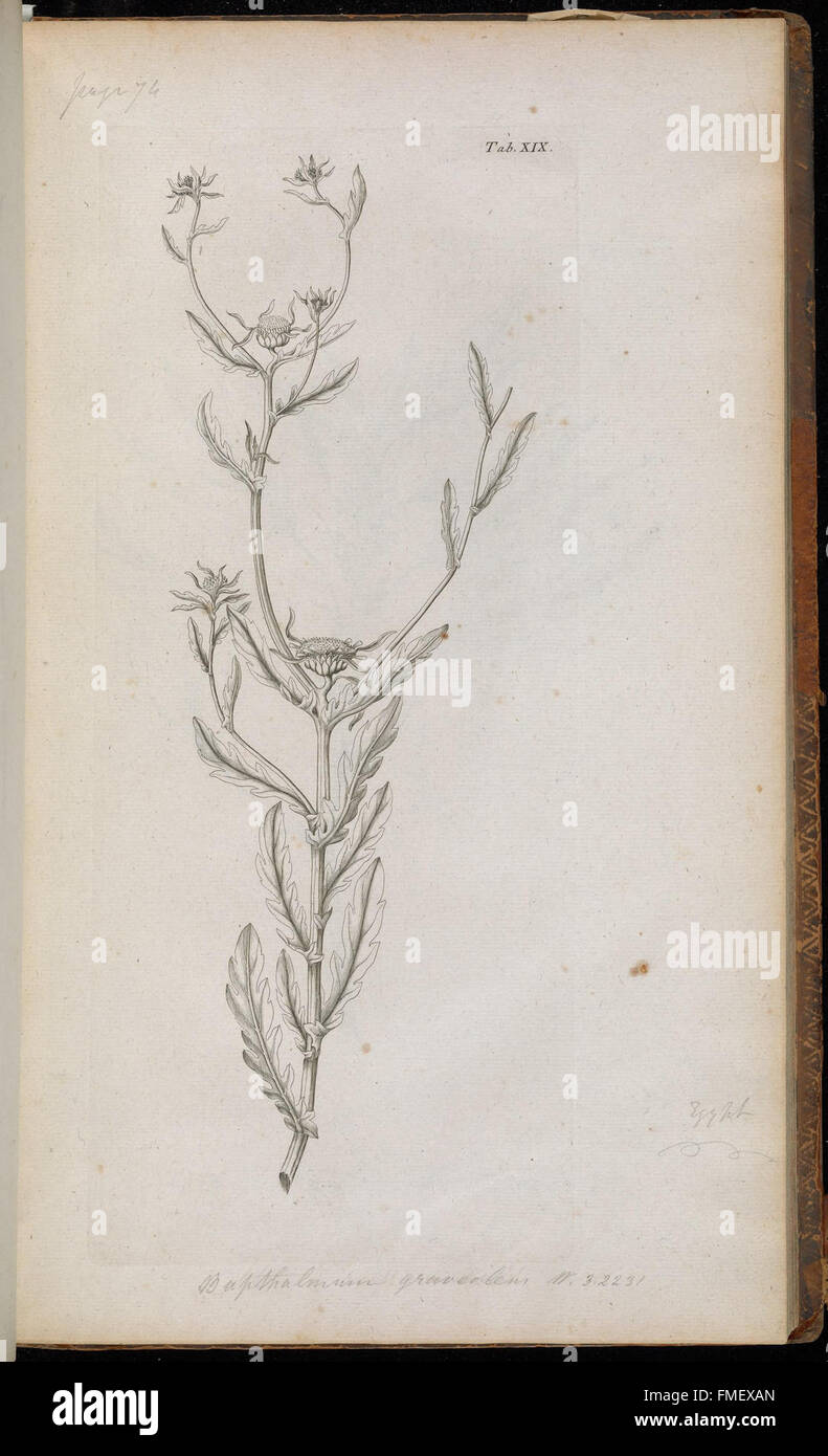 Symbolae Botanicae, Sive Plantarum (Tab. XIX) Stockfoto