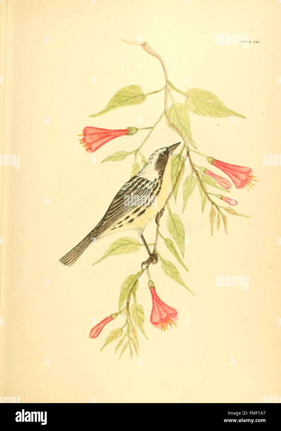 Die Vögel des östlichen Nordamerika (Platte XXI) Stockfoto