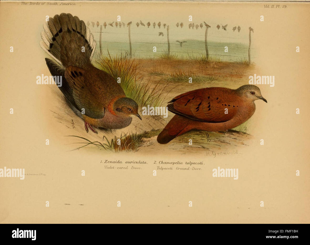 Platte 19 aus „die Vögel Südamerikas“, die verschiedene Vogelarten aus der Region veranschaulicht. Diese Platte konzentriert sich auf einheimische Vögel und ihre Besonderheiten, was bei der Identifizierung und Untersuchung des südamerikanischen Vogellebens hilft. Stockfoto
