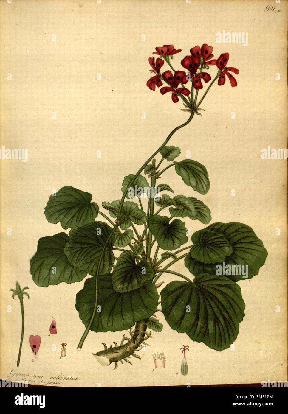 Der Botaniker Repository für neue und seltene Pflanzen (pl. 158) Stockfoto