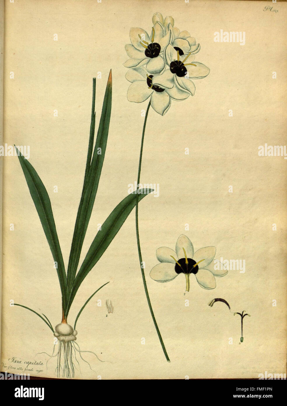 Der Botaniker Repository für neue und seltene Pflanzen (pl. 159) Stockfoto
