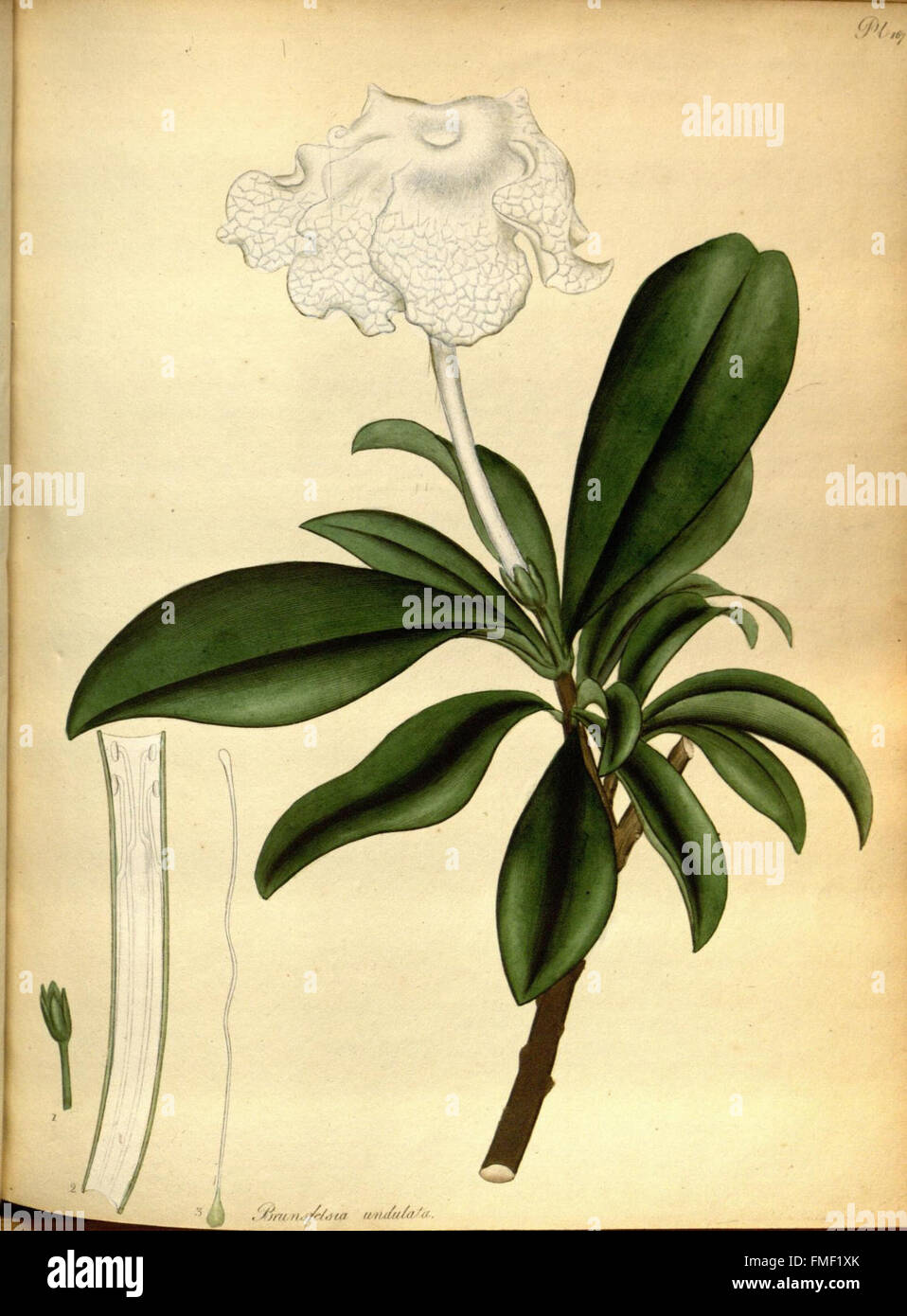 Der Botaniker Repository für neue und seltene Pflanzen (pl. 167) Stockfoto