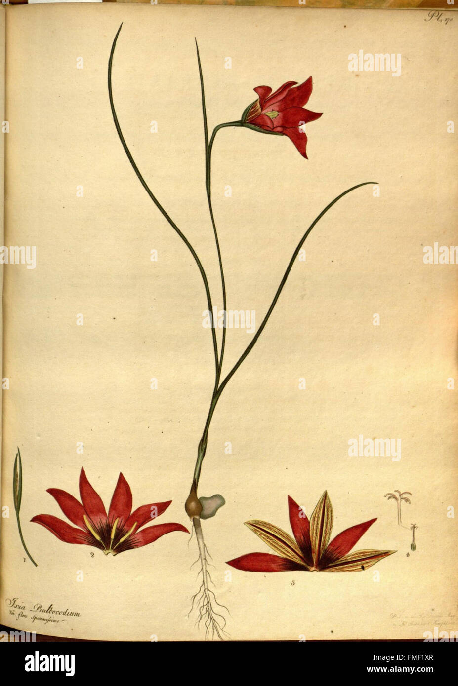 Der Botaniker Repository für neue und seltene Pflanzen (pl. 170) Stockfoto