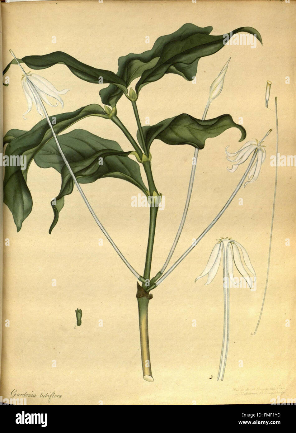 Der Botaniker Repository für neue und seltene Pflanzen (pl. 183) Stockfoto