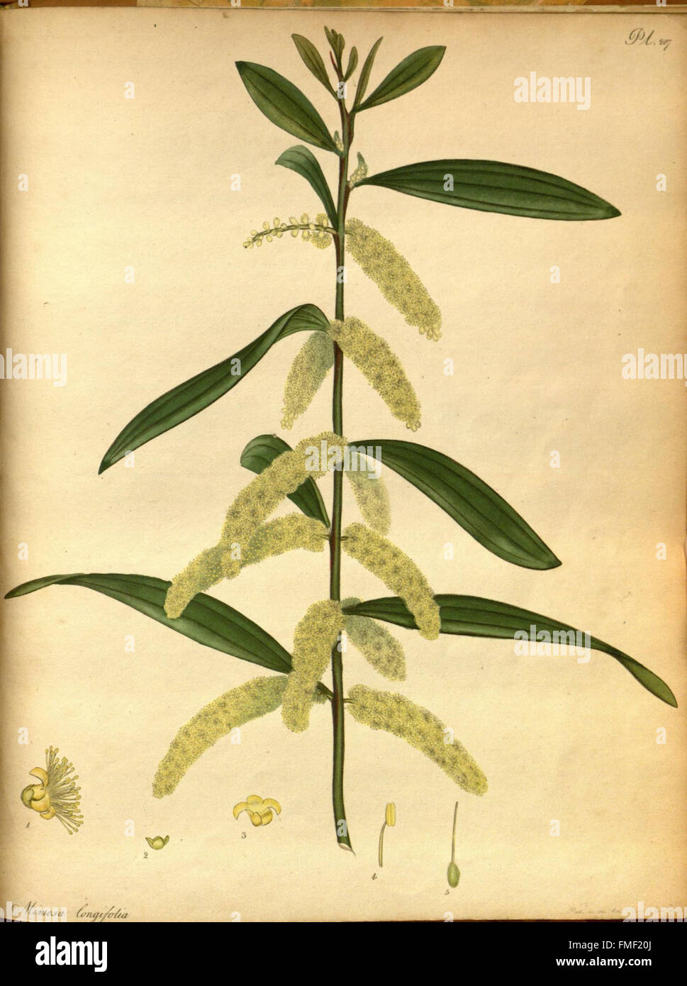 Der Botaniker Repository für neue und seltene Pflanzen (pl. 207) Stockfoto