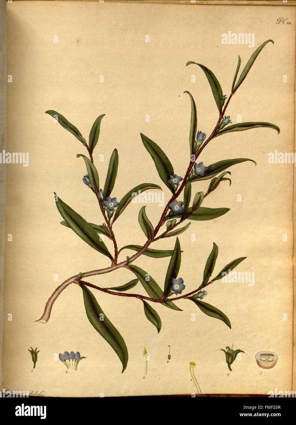 Der Botaniker Repository für neue und seltene Pflanzen (pl. 212) Stockfoto