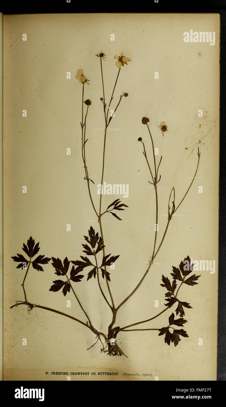 Die britischen Landwirte Pflanze Portfolio - Proben der wichtigsten britischen Gräser und Unkraut Futterpflanzen - mit ausführlichen Beschreibungen (1896) Stockfoto