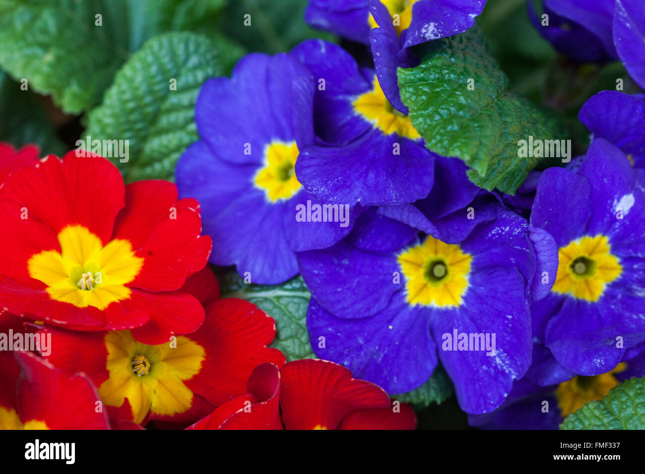 Primel Primula acaulis, Primeln, Garten Primel Stockfotografie Alamy