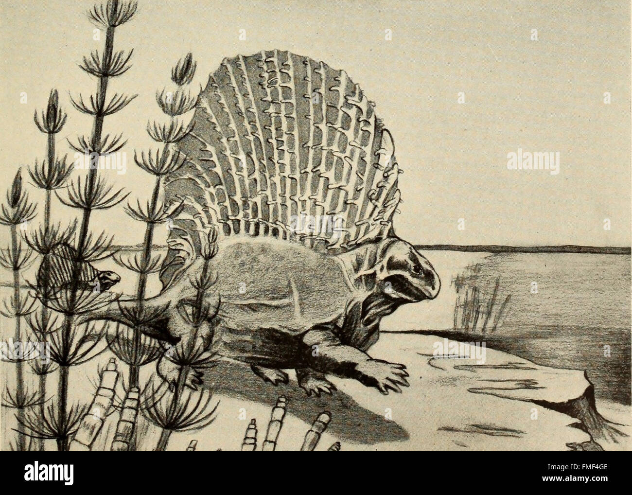 „The Dinosaur Book“ (1945) bietet einen umfassenden Überblick über das mesozoische Zeitalter und konzentriert sich auf die verschiedenen Dinosaurierarten, die die Erde dominierten. Sie erforscht auch ihre Verwandten, wie Reptilien und Frühsäuger, und trägt so zum paläontologischen Wissen bei. Stockfoto