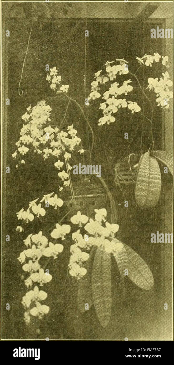 Die Floristen austauschen - eine wöchentliche Medium des Austausches für Floristen, Gärtner, Seedsmen und den Handel im Allgemeinen (1906) Stockfoto