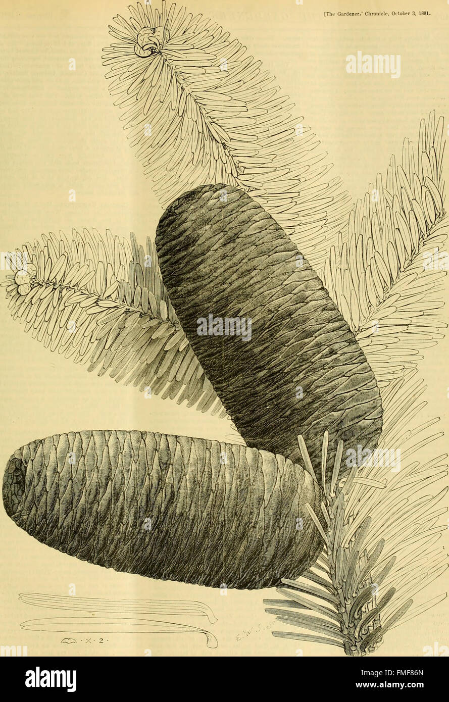The Gardeners' Chronicle 1891 ist eine wöchentliche Zeitschrift, die fachkundige Ratschläge zu Gartenbau, Pflanzenpflege und Gartenbautechniken bietet und Illustrationen als Leitfaden für Gärtner und Gartenbautechniken enthält. Stockfoto