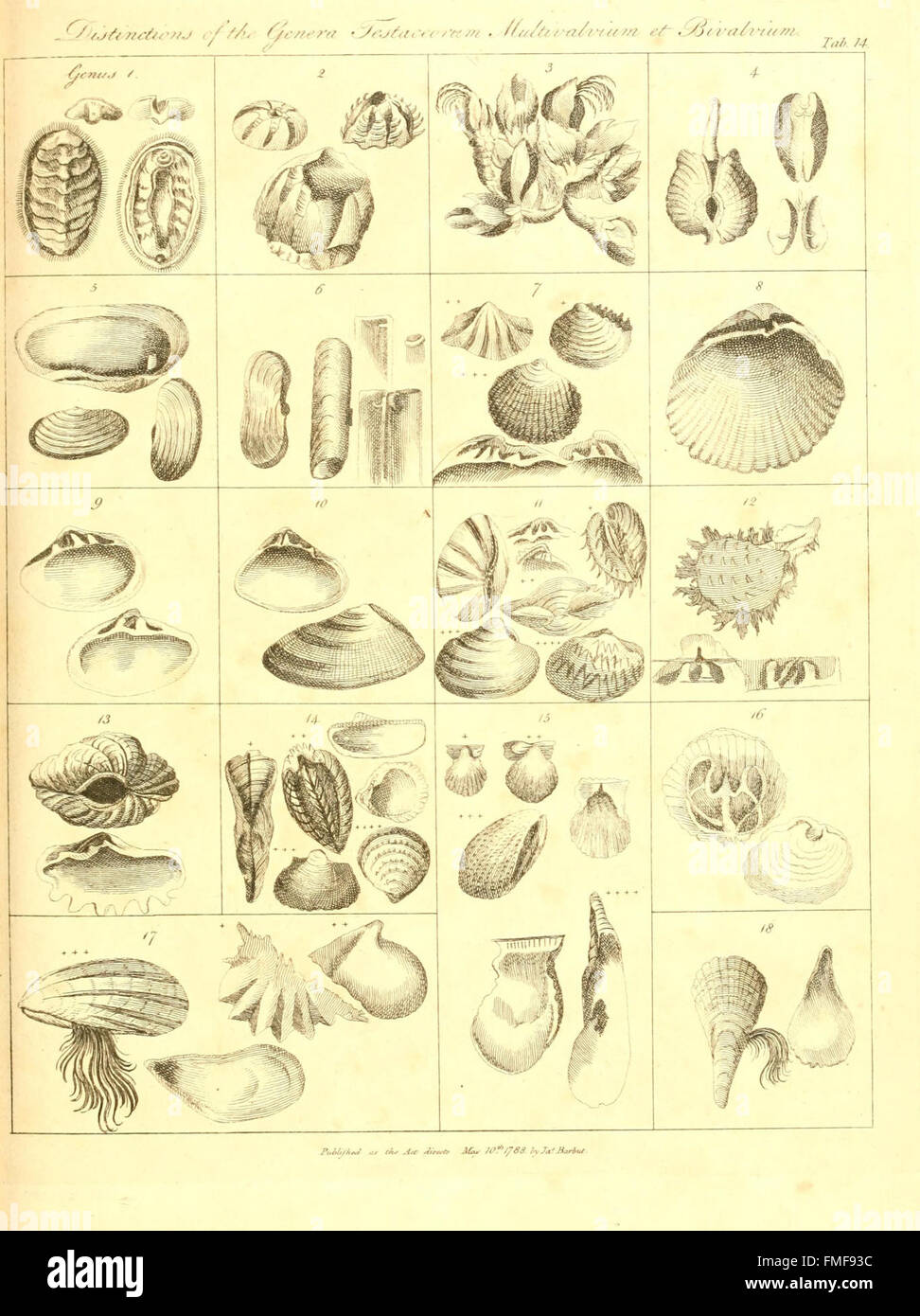 Die Gattungen Vermium am Beispiel von verschiedenen Proben von Tieren, die in den Aufträgen die Intestina enthaltenen et Mollusca Linnaei (Tab. 14) Stockfoto