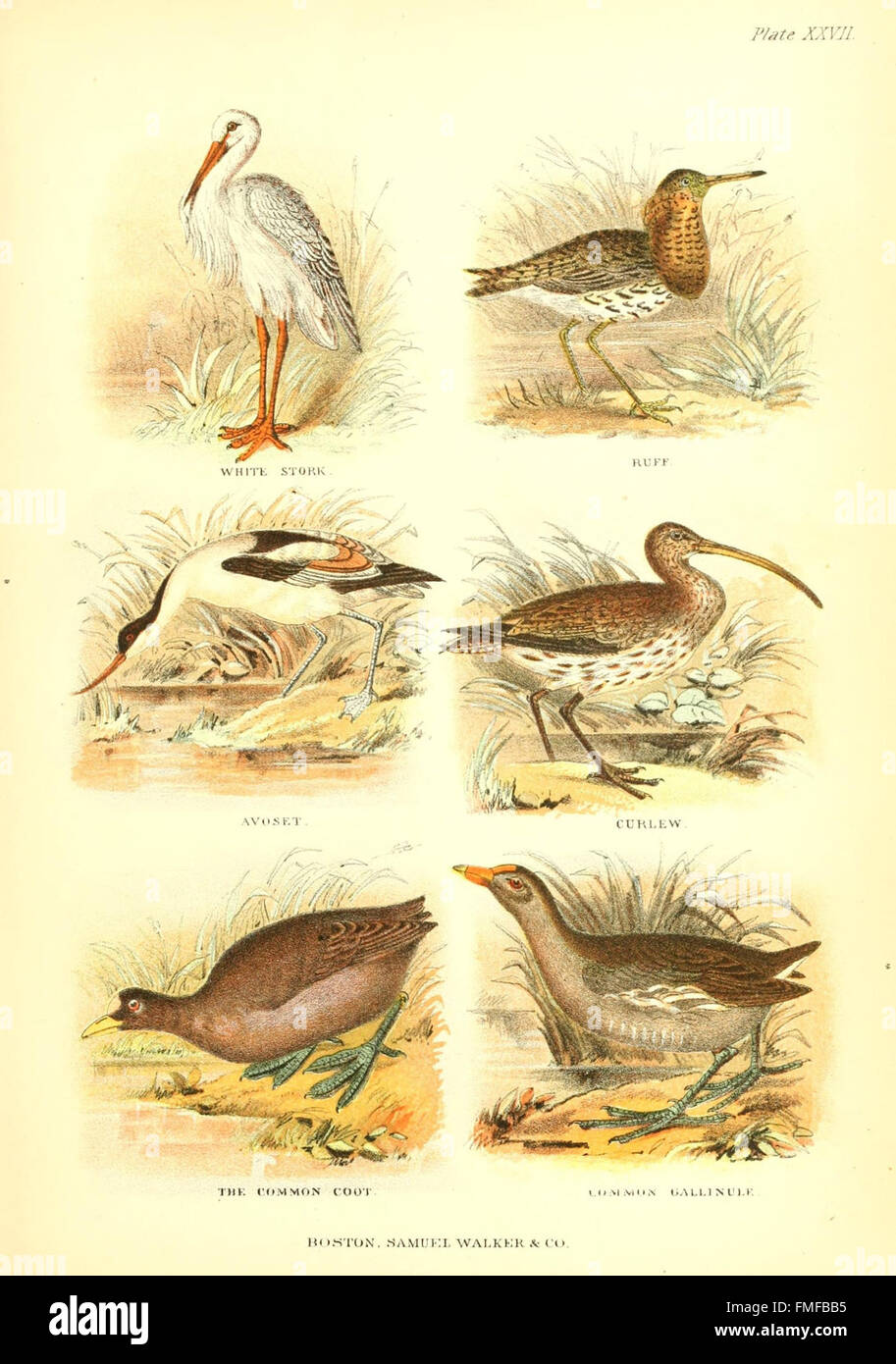 Platte XXVII aus „The Living World“ zeigt eine illustrierte Darstellung verschiedener Lebensformen, die die Vielfalt der Arten und ihre Wechselwirkungen innerhalb von Ökosystemen veranschaulicht. Stockfoto