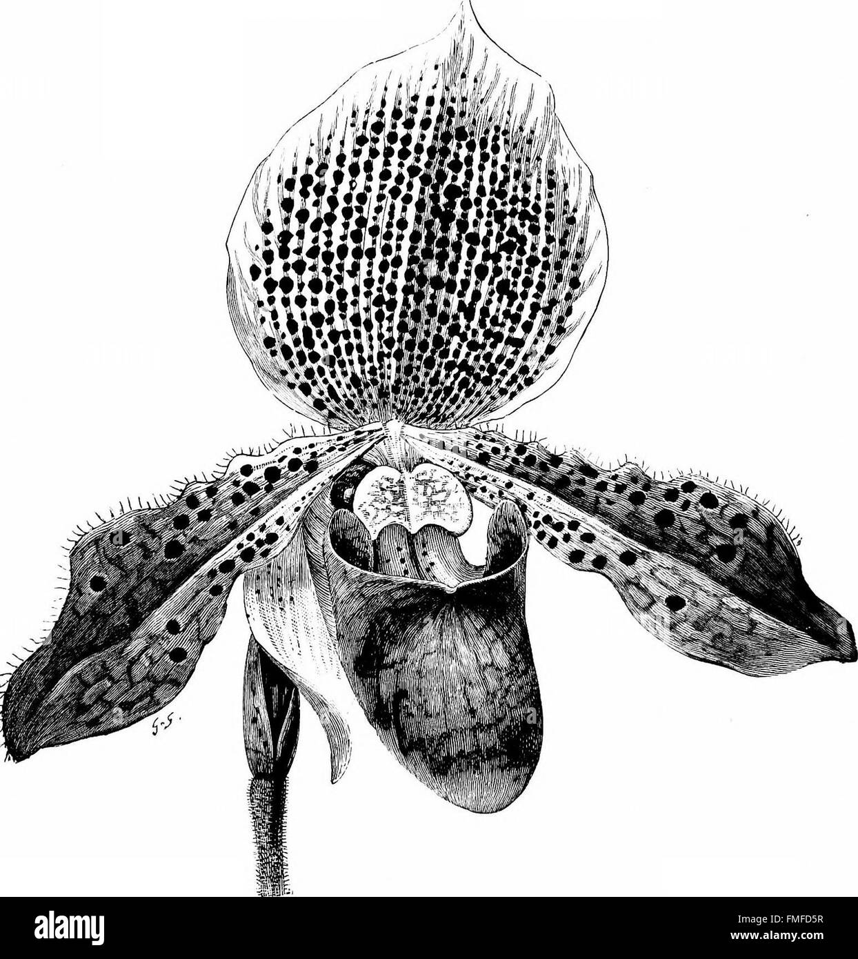 Das Handbuch für Orchideenanbauer (1894) bietet ausführliche Beschreibungen der besten Orchideenarten und -Sorten und gibt Tipps für den Anbau von Orchideenanbau. Stockfoto