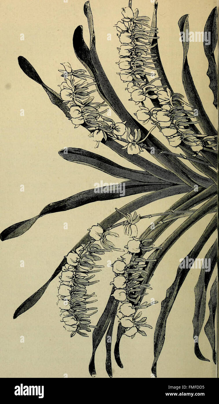 Die Orchidee-Züchter Handbuch - mit Beschreibungen der besten Arten und Sorten von endemischen Pflanzen (1885) Stockfoto
