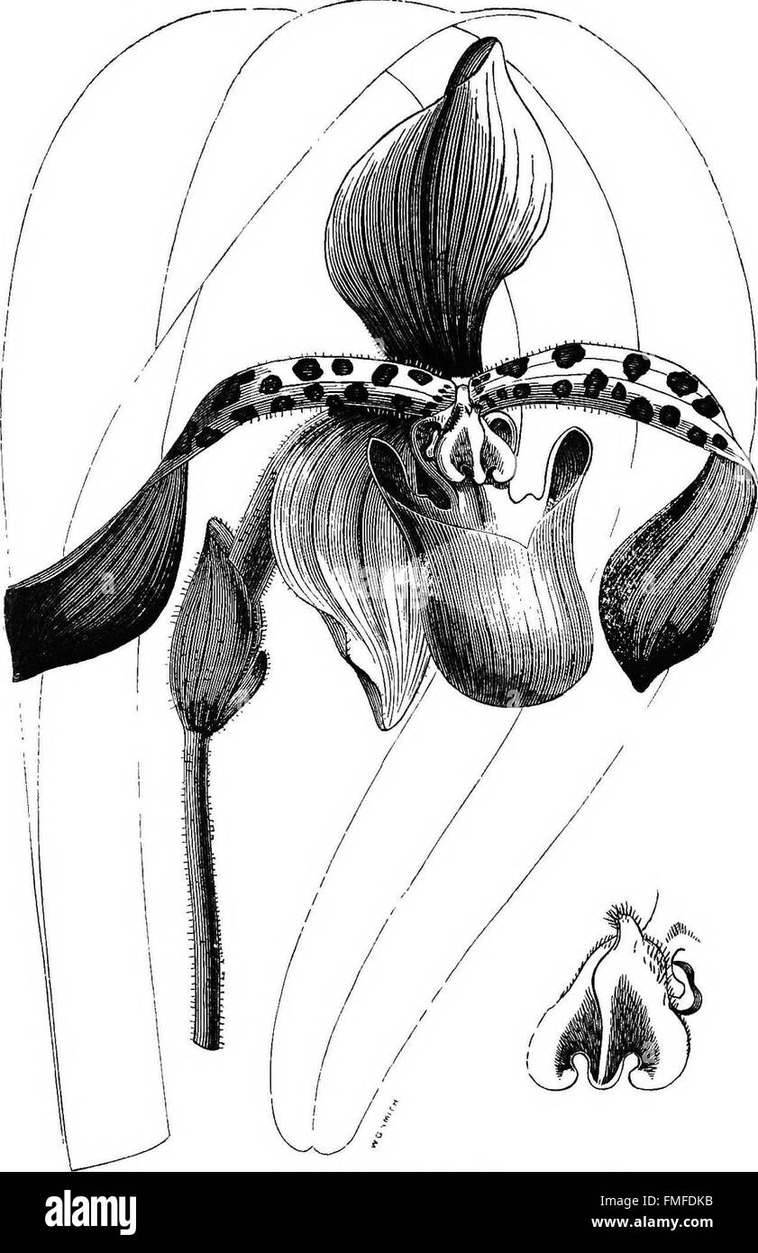 Dieses Handbuch enthält detaillierte Beschreibungen von über 800 Orchideenarten und -Sorten sowie Hinweise zu ihren Blütezeiten und Anbaumethoden für die Anbauer. Stockfoto