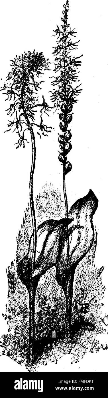 „The Orchids of New England“ (1884) bietet eine umfassende Studie über Orchideenarten in New England, die ihre Lebensräume und ökologische Rolle in der Region betonen. Stockfoto