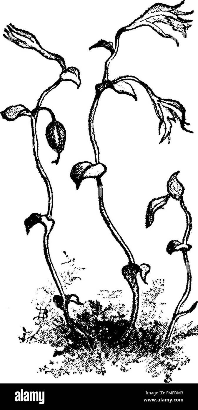 „The Orchids of New England“ (1884) bietet einen umfassenden Überblick über die in New England heimischen Orchideenarten, wobei der Schwerpunkt auf deren Identifizierung, ihrem Lebensraum und ihrer ökologischen Bedeutung liegt. Stockfoto
