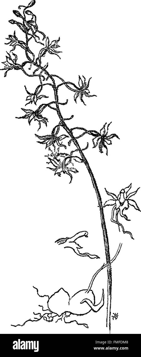 „The Orchids of New England“ (1884) ist ein umfassender Leitfaden für die in New England heimischen Orchideenarten, in dem ihre Identifizierung, Lebensräume und Blütezeiten detailliert beschrieben werden. Stockfoto