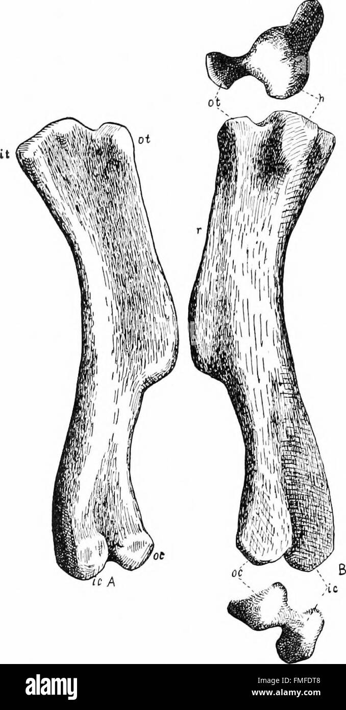 Die Osteologie des Trachodont Dinosauriers Kritosaurus Incurvimanus (1920) Stockfoto