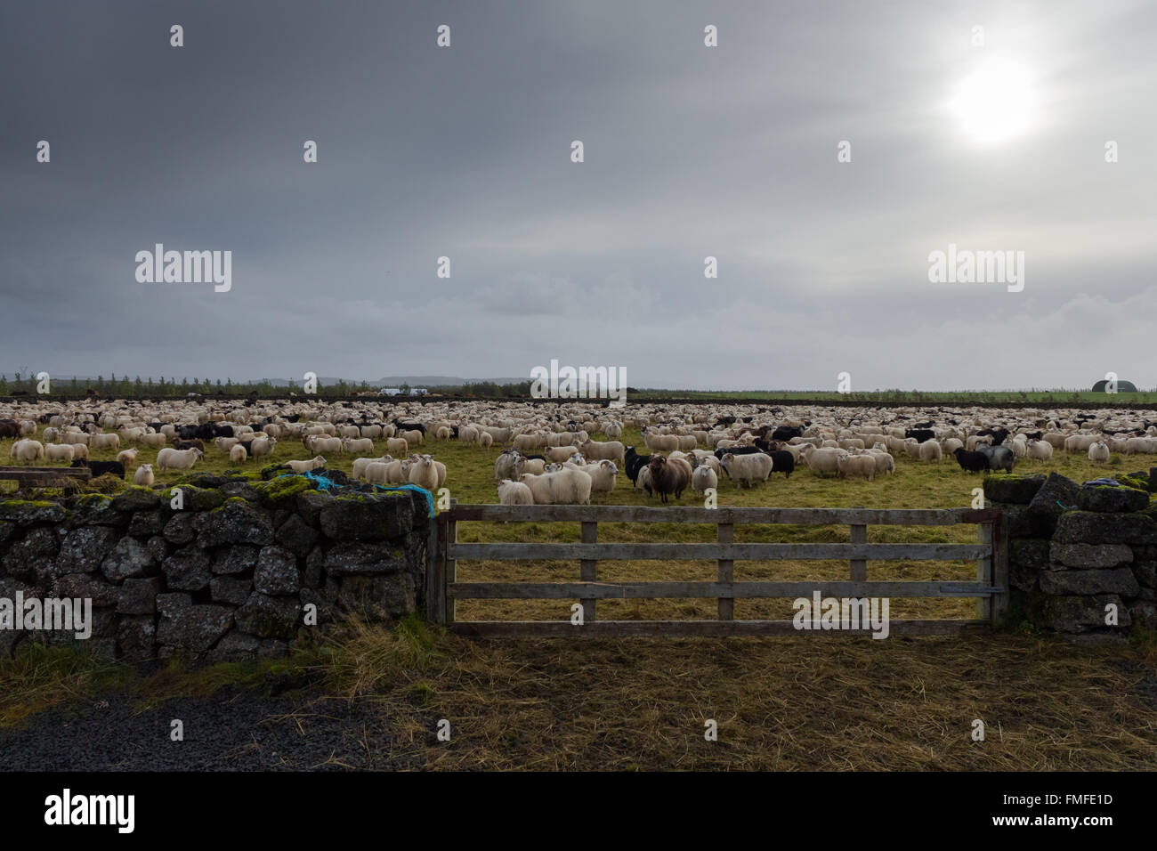 Schafe in Island Stockfoto