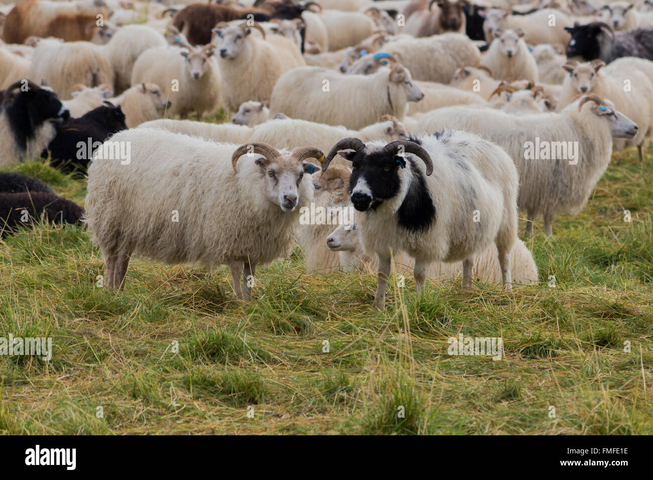 Schafe in Island Stockfoto