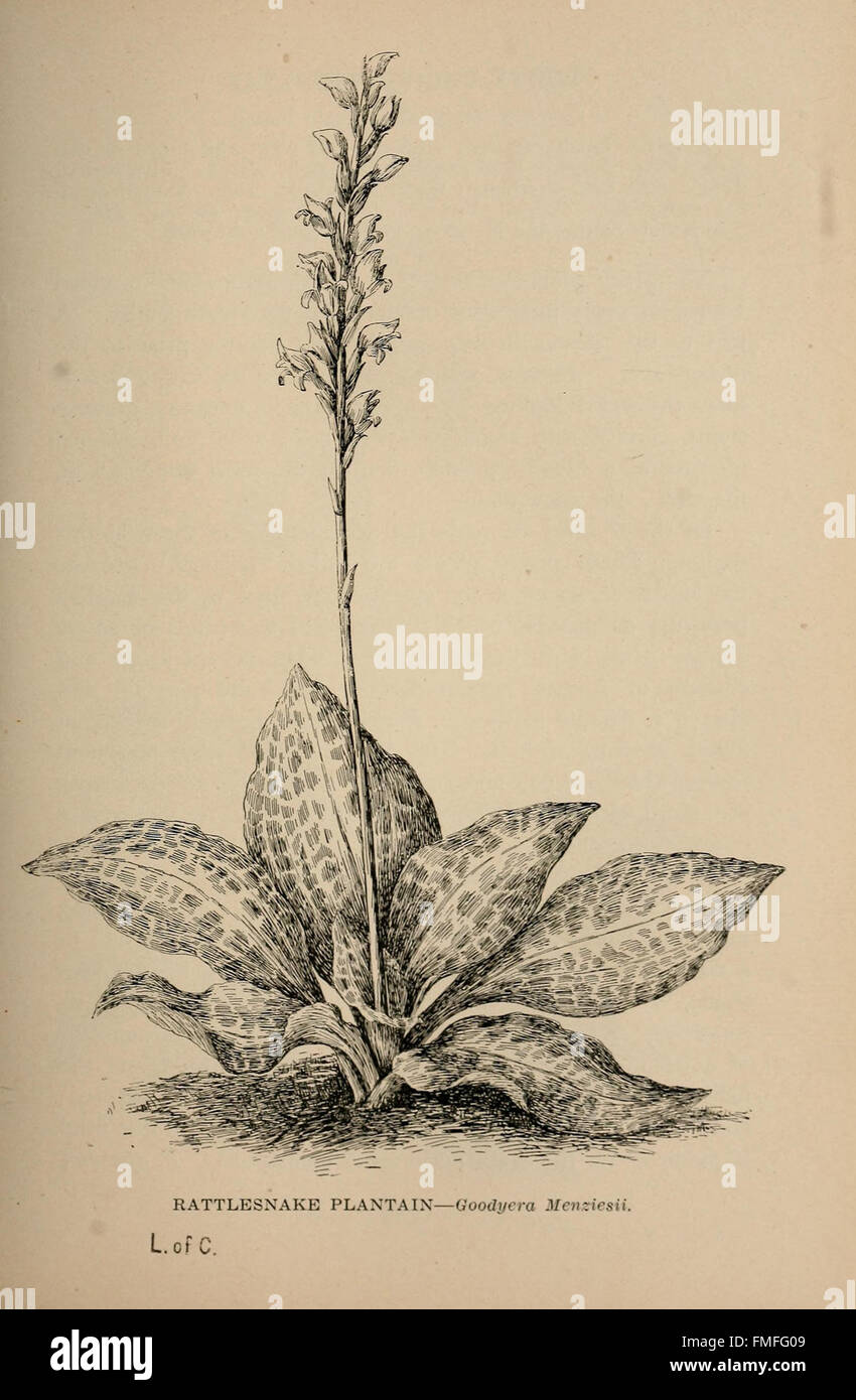 The Wild Flowers of California; their names, Haunts, and Habits (die wilden Blumen Kaliforniens; ihre Namen, Haunts, and Habits) ist eine 1907 erschienene Publikation von Mary Elizabeth Parsons, die detaillierte Beschreibungen der einheimischen Flora Kaliforniens enthält, einschließlich ihrer Lebensräume und Merkmale. Stockfoto