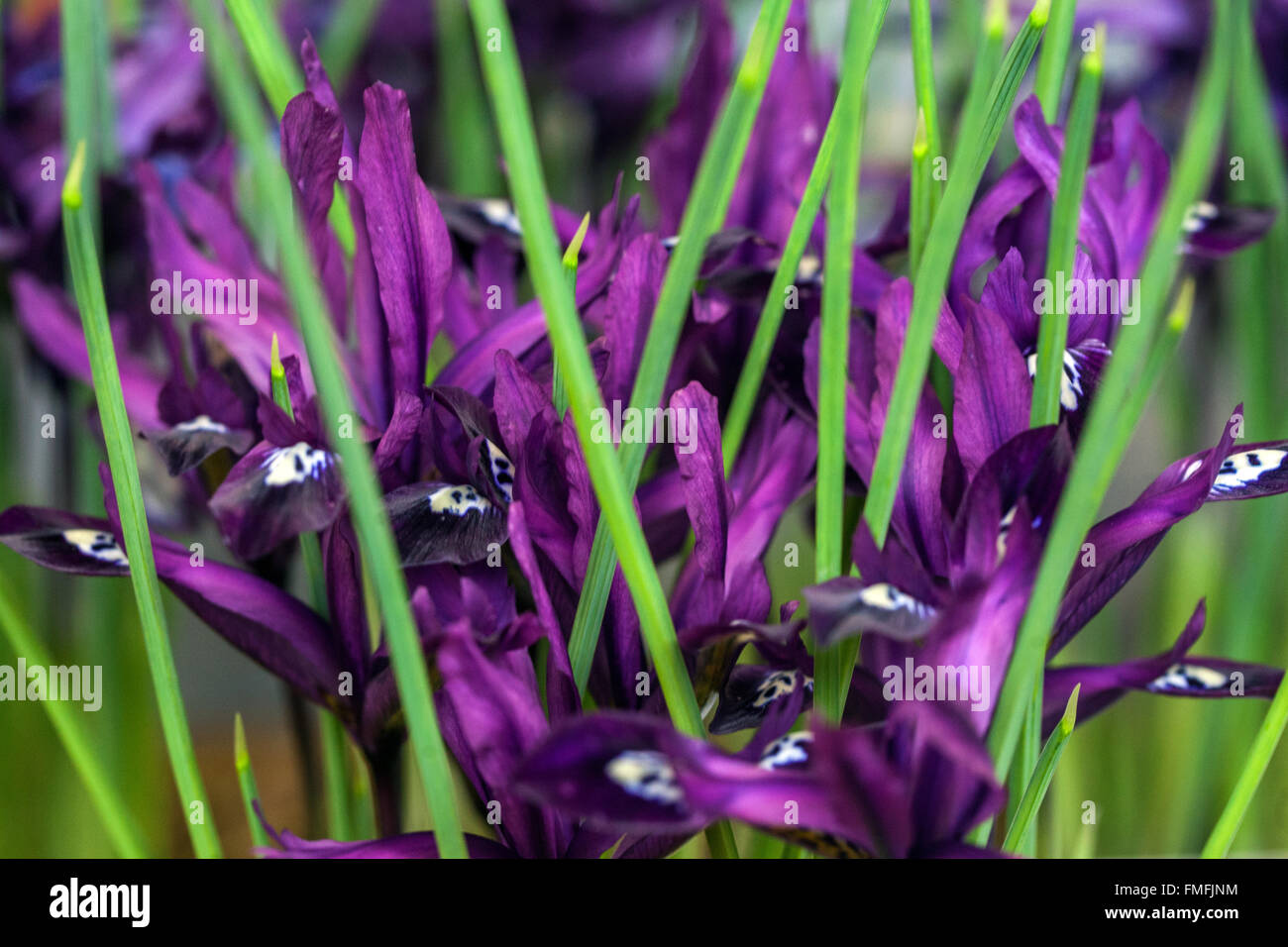 Iris Reticulata "Pauline". Zwerg Iris Blume, lila Blüten Stockfoto