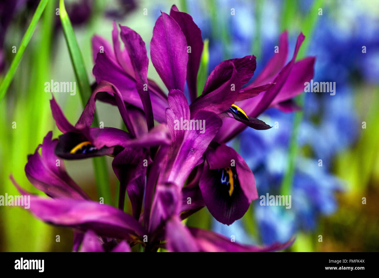 Purple Iris Reticulata "Pauline" Nahaufnahme der Blüte Stockfoto