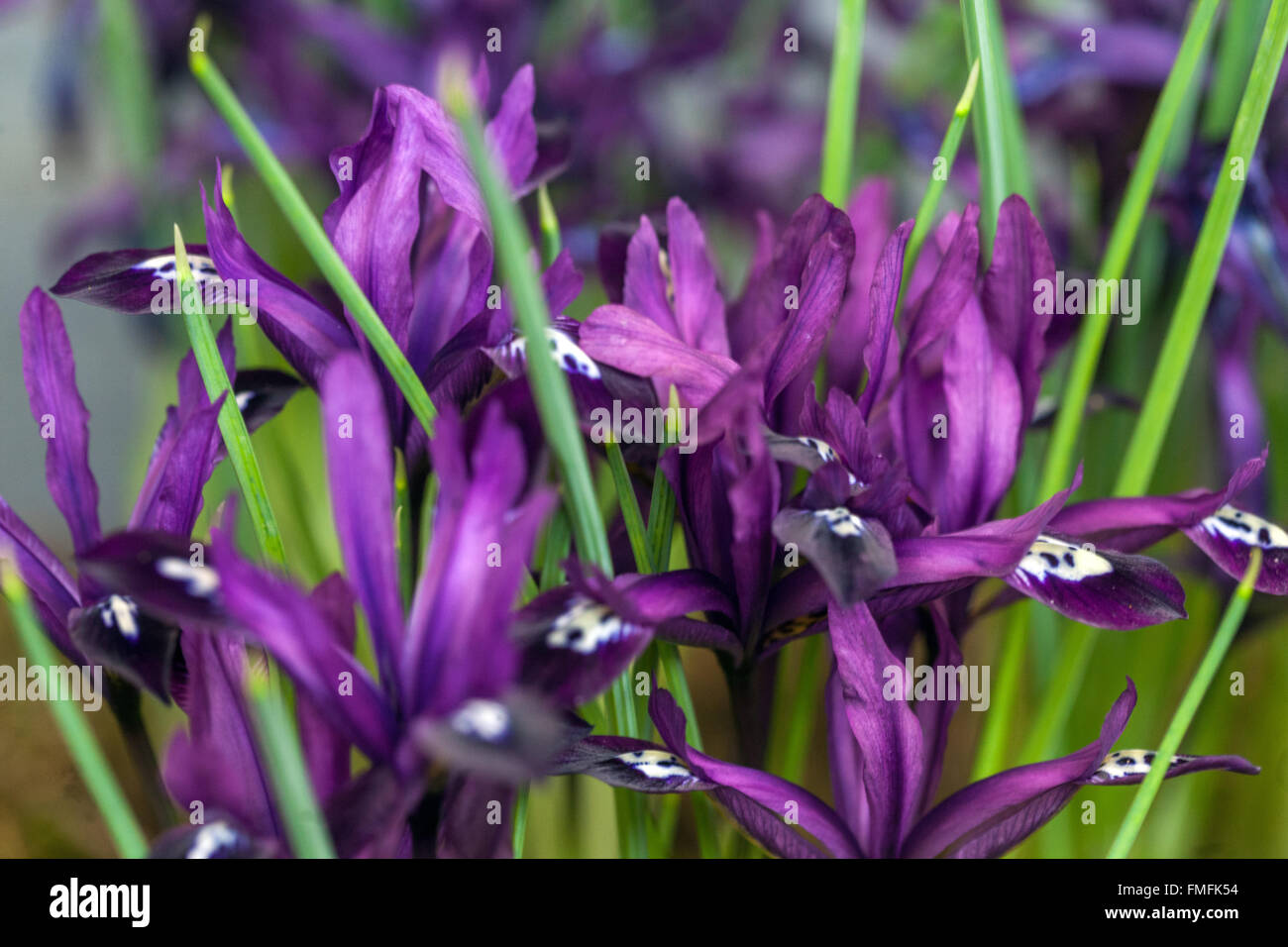 Iris Reticulata "Pauline" Nahaufnahme der Blüte Stockfoto