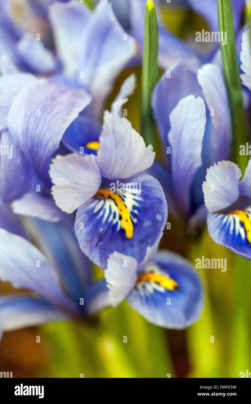 Iris Reticulata 'Harmony'. Zwerg-Iris-Blume Stockfoto