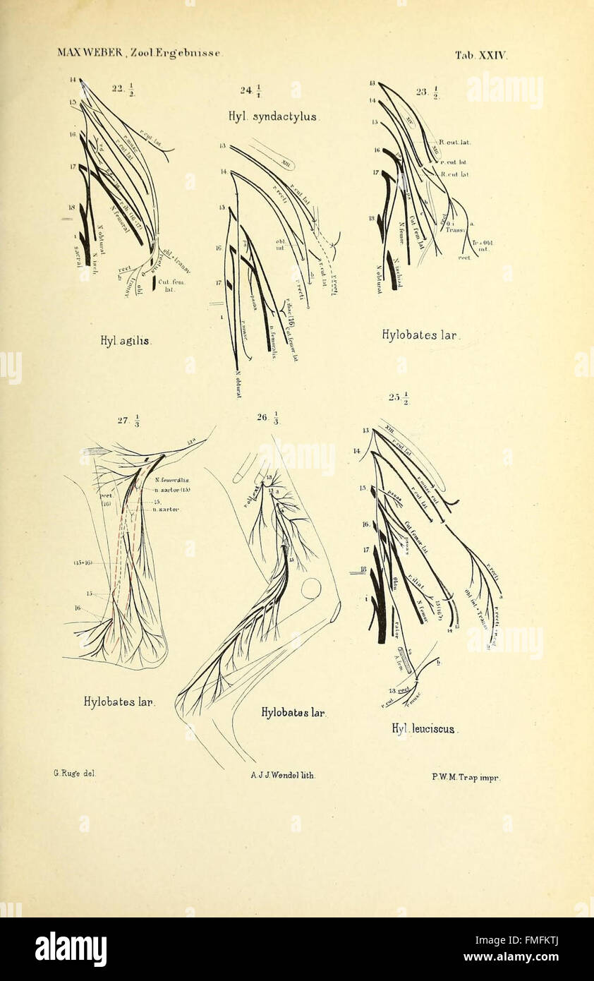 Eine zoologische Untersuchung von Arten, die während einer Expedition in Niederländisch-Indien beobachtet wurden, mit detaillierten Illustrationen und Notizen zur lokalen Fauna. Stockfoto