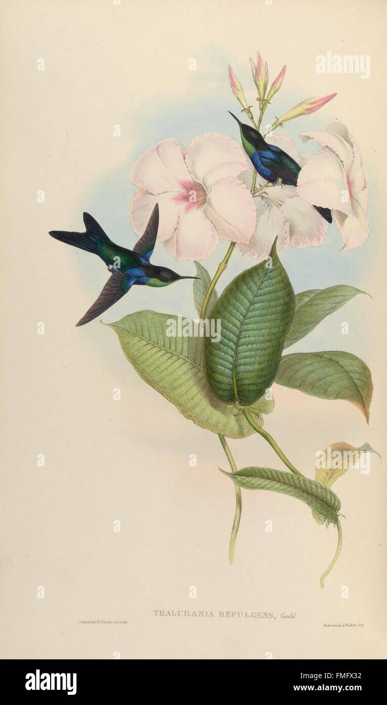 Eine Monographie des TrochilidC3A6 oder der Familie der Summen-Vögel (Platte 102) Stockfoto