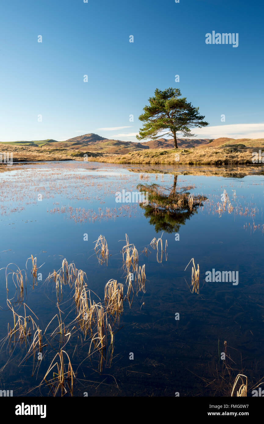 Ein einsamer Baum auf Kelly Hall Tarn, in der Nähe von Torver, Cumbria Lake District National Park Stockfoto