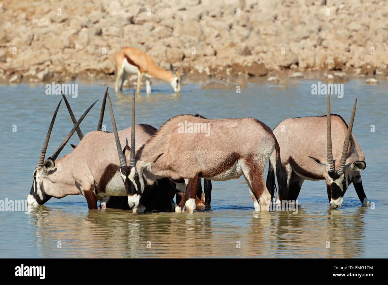 Oryx Antilopen (Oryx Gazella) Trinkwasser, Etosha Nationalpark, Namibia Stockfoto